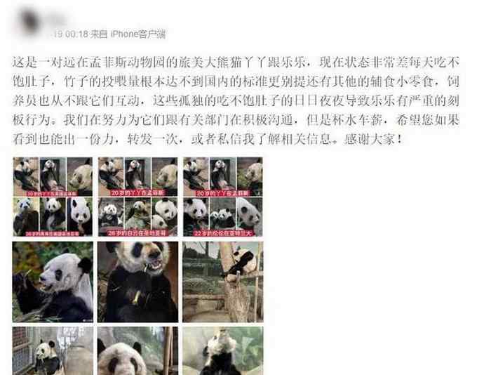 四川大熊猫基地 官方回应“旅美大熊猫瘦骨嶙峋”：因一直患有这种病，居住场馆没问题