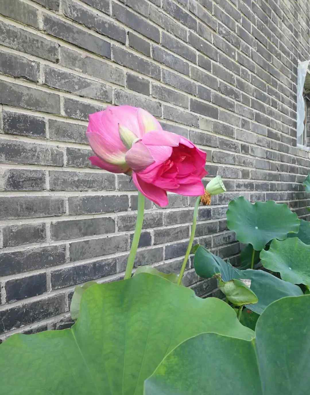 圆明园并蒂莲：一茎产两花，花各有蒂