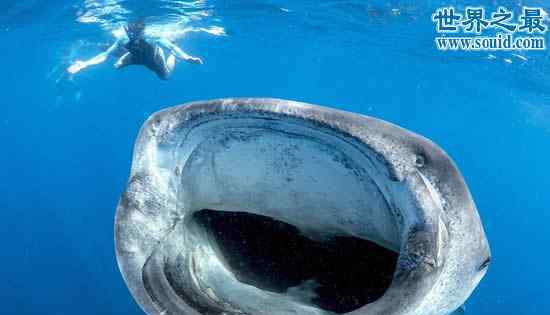 世界上最大的鱼 世界上最大的鱼是什么鱼，鲸鲨
