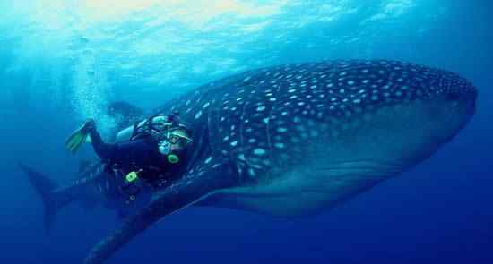 世界上最大的鱼 世界上最大的鱼是什么鱼，鲸鲨