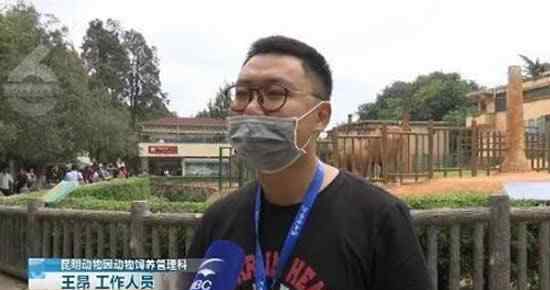 游客用裹塑料袋苹果投喂大象 这样做对大象有什么伤害?