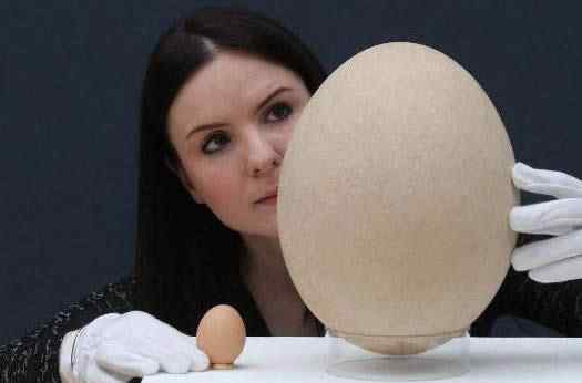 象鸟蛋 世界上最大的蛋，象鸟蛋比100个鸡蛋还要大