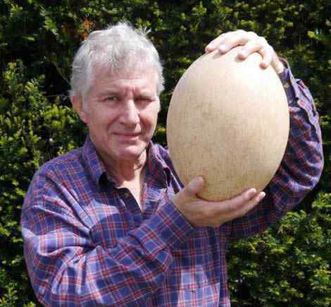 象鸟蛋 世界上最大的蛋，象鸟蛋比100个鸡蛋还要大
