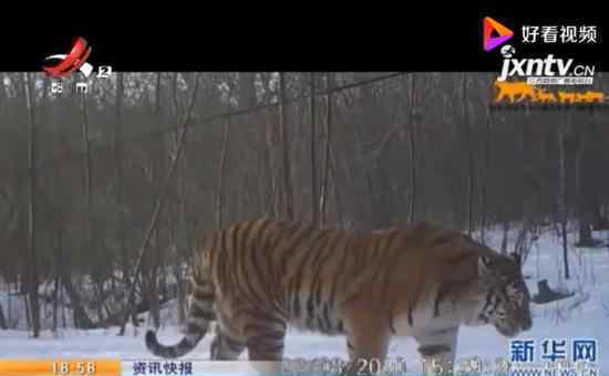 吉林东北虎豹影像 什么是东北虎目前存有多少