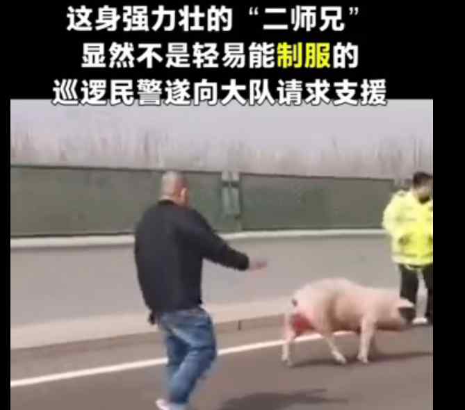 猪猪能有什么坏心思？食堂师傅自告奋勇 支援交警上高速抓猪