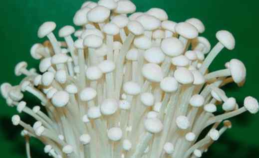 金针菇怎么种 教你在家种植金针菇，将废根埋到花盆里，一周就能收割上一次