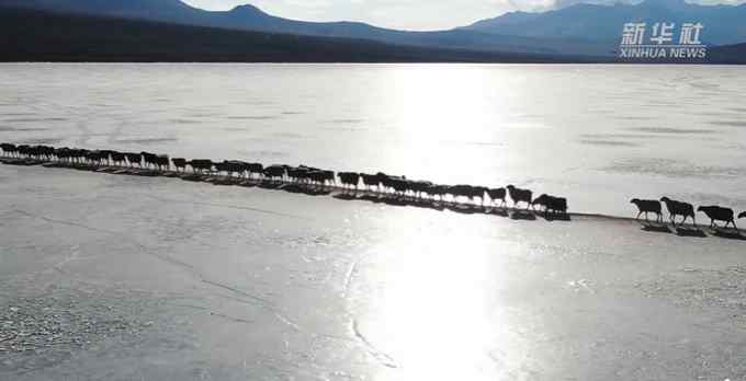2000多只羊排队过冰湖 队伍整齐有序 画面让网友直呼：好神奇！