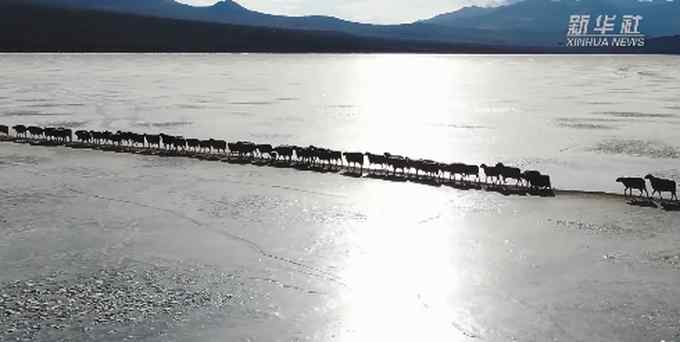 咩咩咩！西藏2000多只羊排队过冰湖 网友：行走的羊肉串子