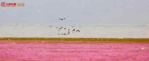 鄱阳湖枯水期变身花海 鄱阳湖花海什么样