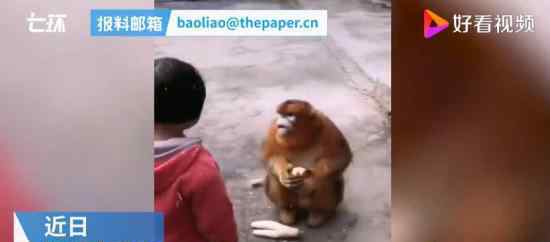 金丝猴在陕西村民家中住一月 这是什么情况
