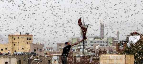 印度北部多地遭遇蝗虫侵袭 为什么会那么多蝗虫