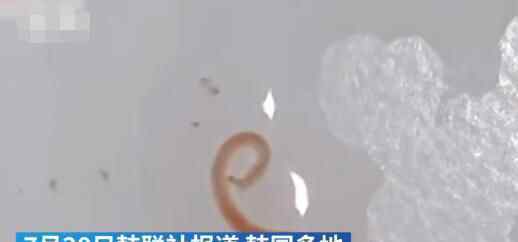 韩国多地自来水现幼虫样生物 为什么会这样