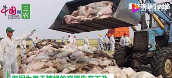 韩国宰5万头猪 韩国猪瘟有多严重宰猪具体怎么回事