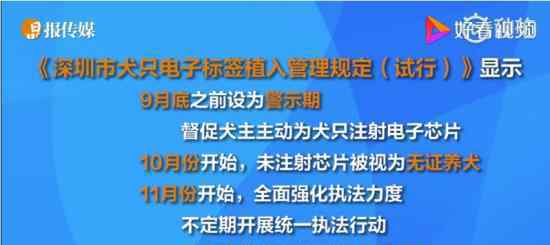 犬只未植入芯片被视为无证养犬 深圳10月起正式施行