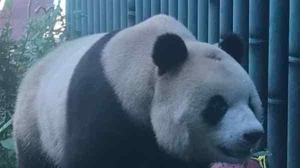 北京动物园网红大熊猫突然头秃 登上网络热搜了！