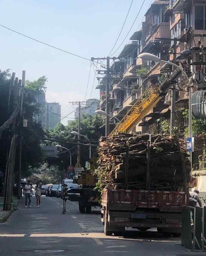 官方回应桂花巷桂花树被砍完 究竟是怎么一回事?