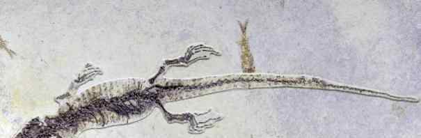 一亿年蜥蜴吃麻小 科学家发现罕见的胃容物标本