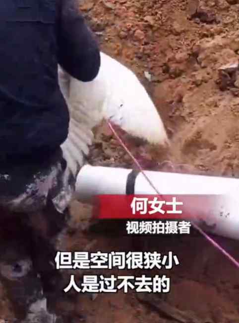 地下通道太狭窄 大鹅当上“穿线工” 网友：高手在民间