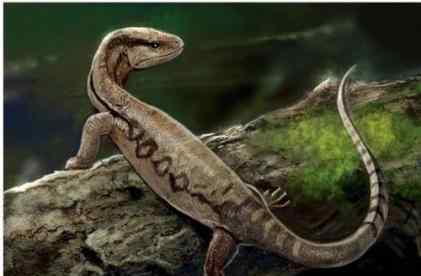 一亿年蜥蜴吃麻小 科学家发现罕见的胃容物标本