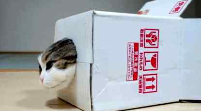 抓住神经猫 为什么猫咪都喜欢钻小盒子呢？顺便再教你一招抓住神经猫~