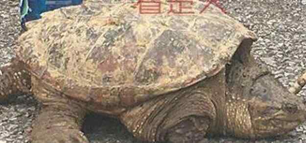 八旬老汉菜地捡到大龟 这个大龟从头到尾长约30厘米