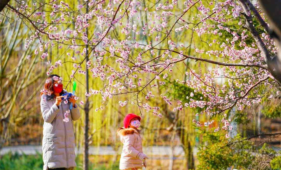 今日春分 燕归花开 过程真相详细揭秘！