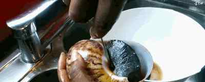 非洲人把蜗牛吃到灭绝 一年吃掉1500万公斤