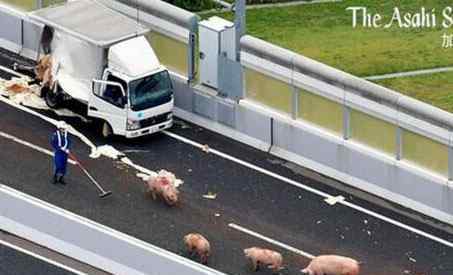 19头猪车祸高速逃走 因为抓猪陷入了一片混乱