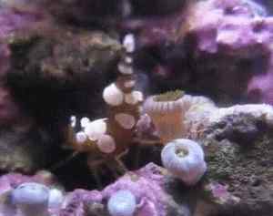 peric 最全的海水观赏虾知识及饲养注意点