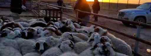 首批4000只蒙古国捐赠羊今日交付 蒙古国是中国的吗
