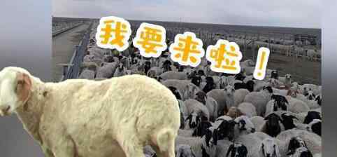 蒙古国捐赠的首批活羊22日入境 蒙古国入境中国是免签的吗