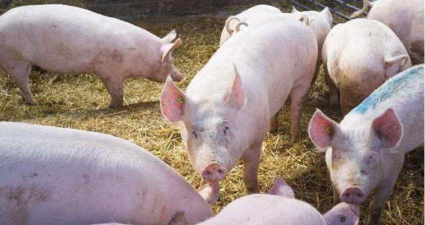 放心吃肉！世卫组织强调在中国出现的猪流感不是新病毒