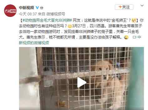 四川一动物园用金毛犬冒充非洲狮 网友：传说中的“金毛狮王”？