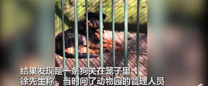 四川一动物园用金毛犬冒充非洲狮 网友：传说中的“金毛狮王”？