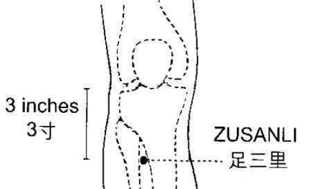 足三里的准确位置图片 足三里怎么找 足三里的准确位置图