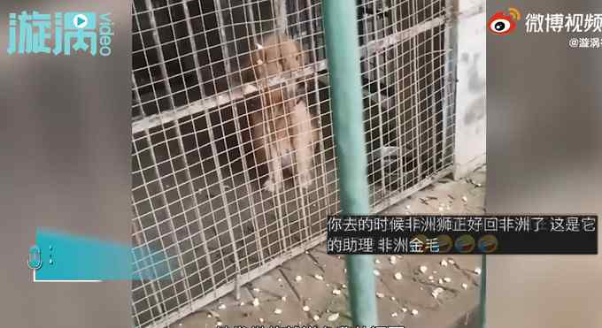 游客在动物园狮笼舍发现金毛犬 无奈表示没法和孩子解释 园方回应了！