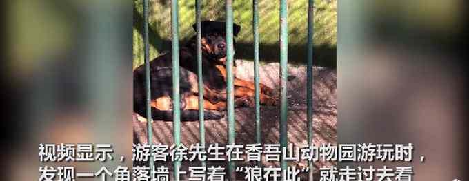 四川一动物园用金毛犬冒充非洲狮 网友：传说中的“金毛狮王”？