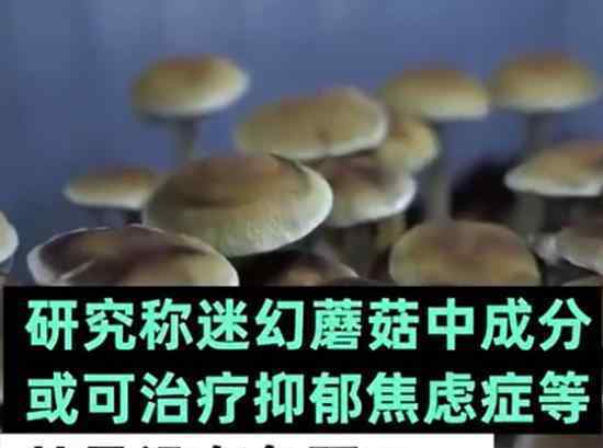 神奇蘑菇缓解抑郁是真的吗神奇蘑菇是什么