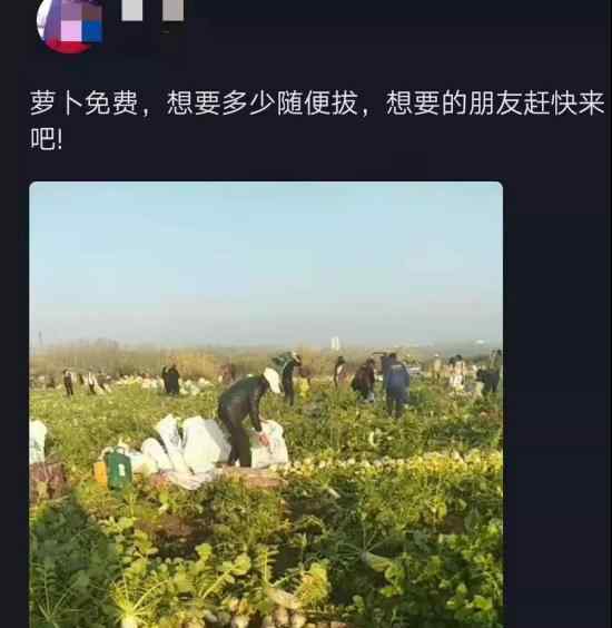 200亩萝卜被拔光 萝卜被谁拔光哪里的萝卜