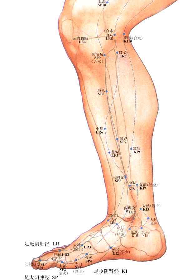 大敦的准确位置 中医详解足部5大穴位位置与功效，配穴位动图，很实用！