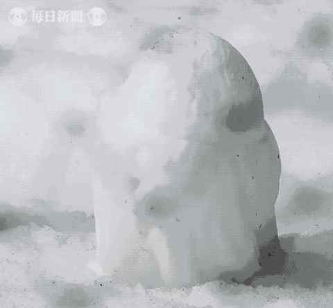 雪鸮 原来雪鸮的小时候，也是灰头土脸的丑小鸭！