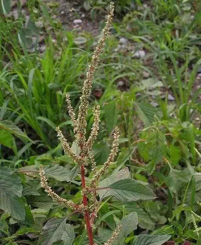 馬蘭頭圖片功效與作用 50種常見中草藥的作用與功效