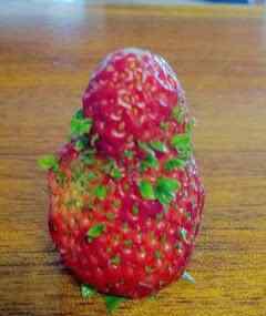 草莓发芽图片 发芽的草莓！你没有看错，这的确是那可爱的草莓！