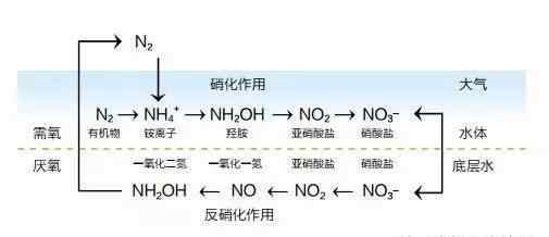 反硝化作用 浅谈神秘的反硝化系统