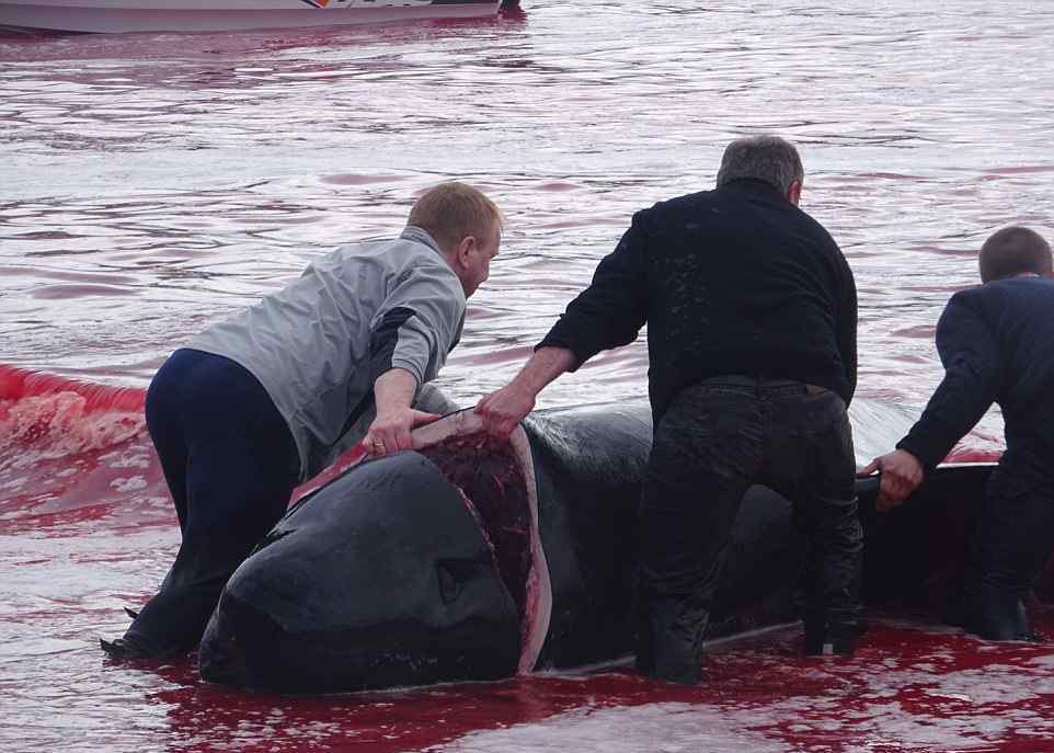 触目惊心渔民捕杀180头鲸鱼,整个海湾都被染红了