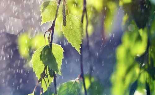 雨水节气的含义是什么意思 雨水节气的寓意是什么