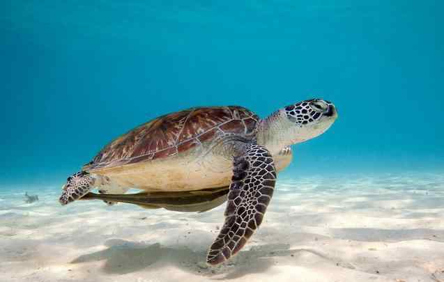 海底兩萬裡最奇特的海底生物 海底兩萬裡有什麼神秘生物