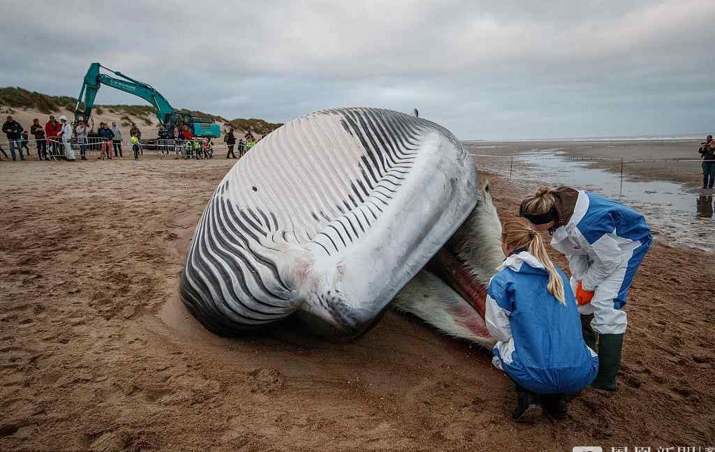 巨型长须鲸搁浅死亡