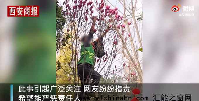 云南一绿化工人在公园爬树采花 究竟发生了什么