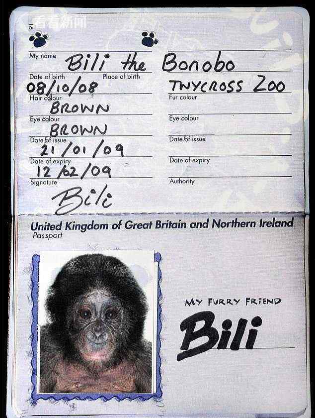 送给德国的猩猩遭霸凌 英国人不干了:还是弄回来